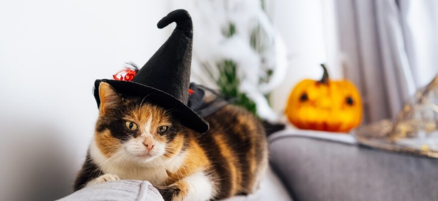 Multicolored,Cat,Lying,On,The,Gray,Couch,In,Witch,Hat