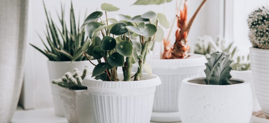 Green,House,Plants,By,Window,In,Winter.,Home,Plants,In