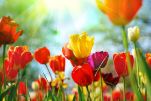 Beautiful,Spring,Flowers