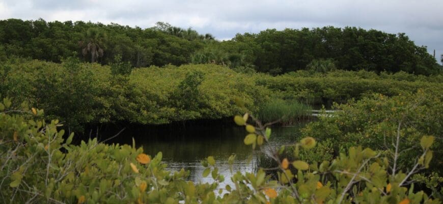Trees,And,Grass,Pathways,And,Wetlands