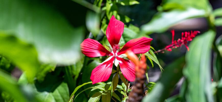 Exotic solitary isolated flowers and plants in a tourist visited landmark sunken garden created by an ancient sinkhole in St. Petersburg Florida